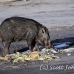 boar_hsb_rinca_h_1216_kom3002.jpg